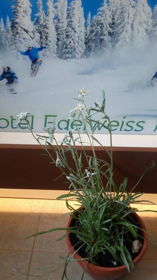 Vila Edelweiss Predeal Esterno foto